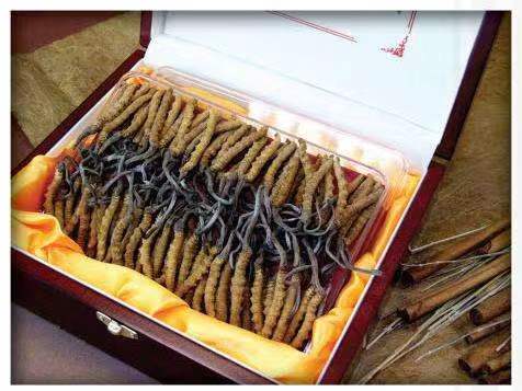 汾阳冬虫夏草回收